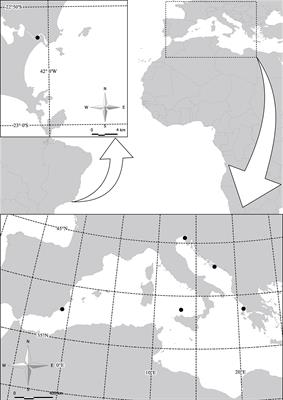 Diversity of Dinoflagellate Symbionts in Scyphozoan Hosts From Shallow Environments: The Mediterranean Sea and Cabo Frio (Rio de Janeiro, Brazil)